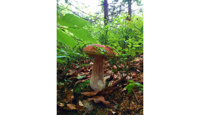 Apart Hotel Jablonec Jablonec nad Nisou